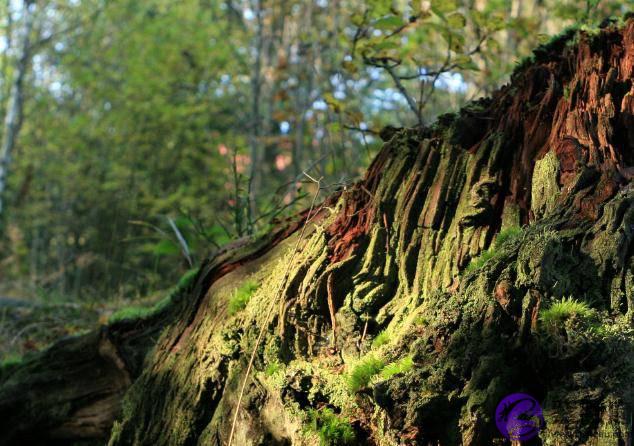 生辰地支三合与三会的运用方法