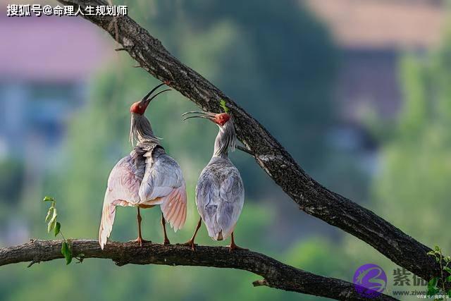 婚姻生辰看婚姻,看五年的男友是正缘吗,能否一婚到头?