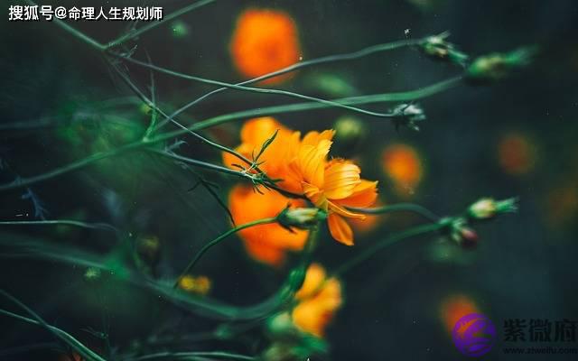 婚姻生辰看婚姻，女命婚姻，今年官杀增强，有正婚姻缘