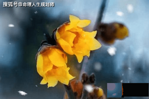 婚姻生辰看婚姻，命理看什麽样的人愿意对爱真心付出？