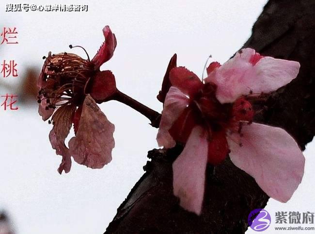 桃花煞是天注定的吗？桃花煞的查法