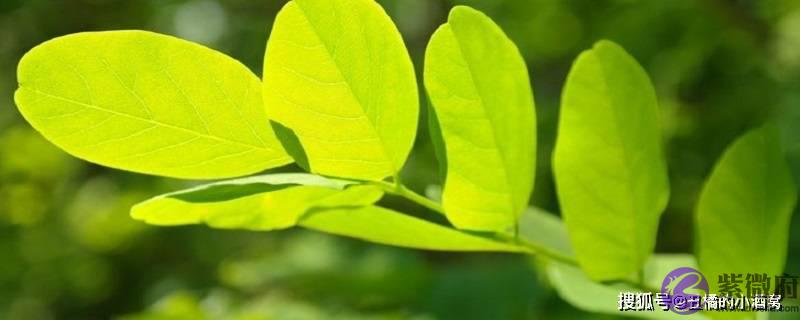 生辰中正官是什麽意思 ?正官在四柱的意义和作用?