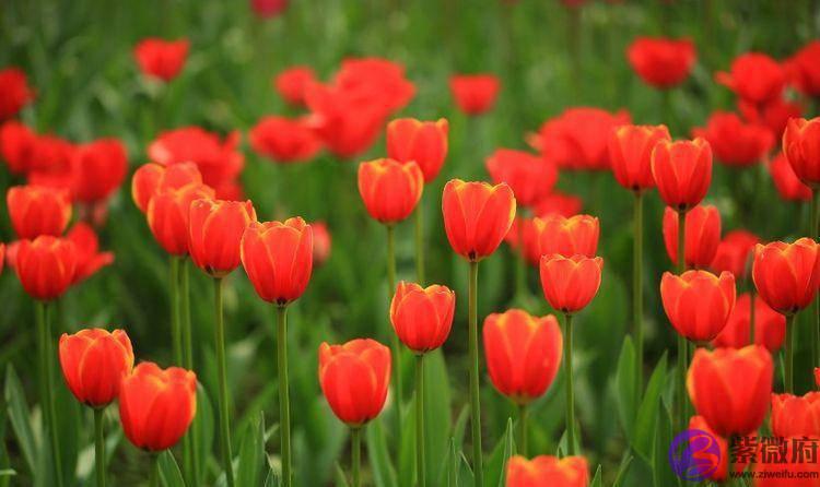 十二生肖对应的时辰，十二生肖对应哪些时辰