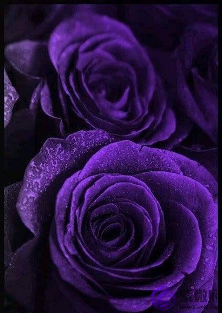 十二生肖排名，十二生肖中最好的属相排名