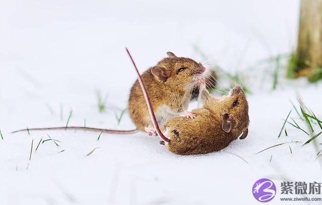 十二生肖中为什麽鼠排在首位，十二生肖又是怎麽命名的