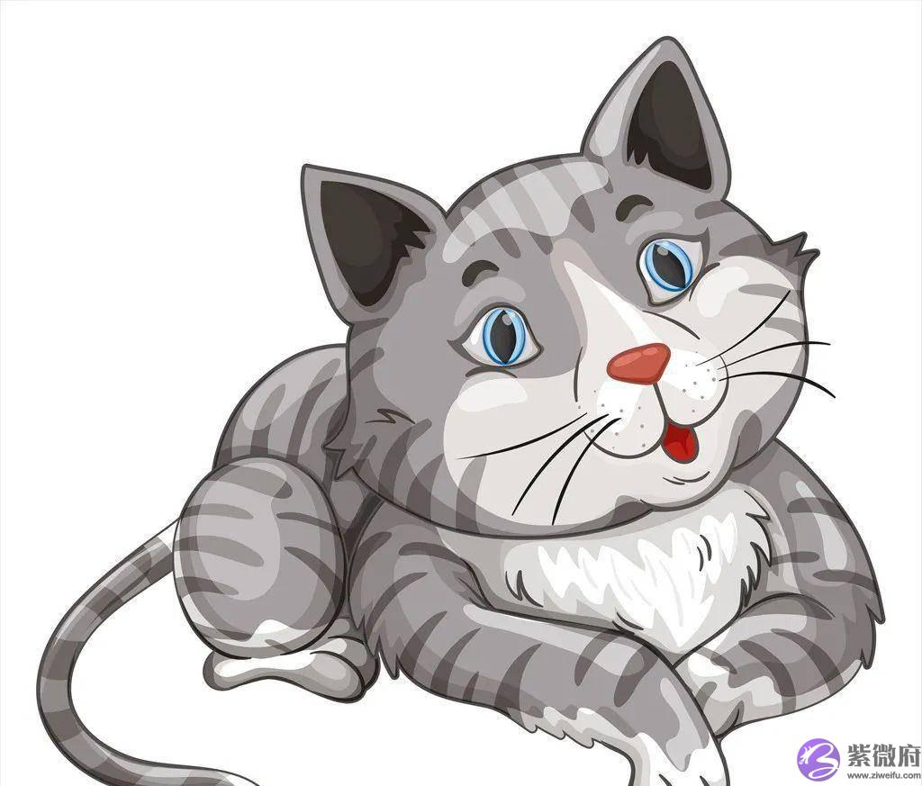 错过“十二生肖”，真是猫之遗憾！