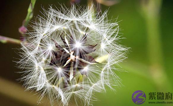 十二生肖卯兔的故事，十二生肖兔的故事传说