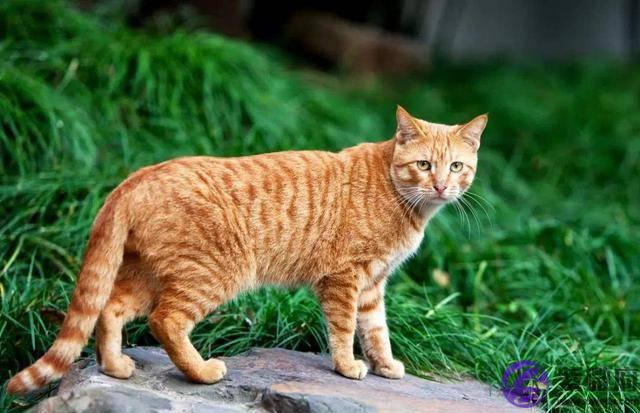 “龙”并非十二生肖的初始成员，它是何时加入的？