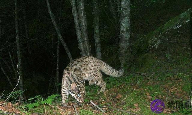 “龙”并非十二生肖的初始成员，它是何时加入的？