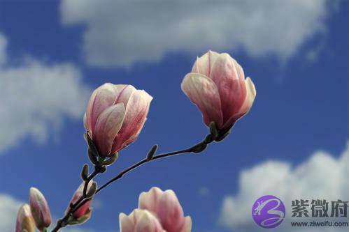 十二生肖的优点有哪些，我来说你来对比，看看你的对不对