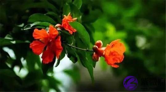 十二生肖的优点有哪些，我来说你来对比，看看你的对不对