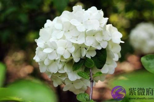 十二生肖的优点有哪些，我来说你来对比，看看你的对不对