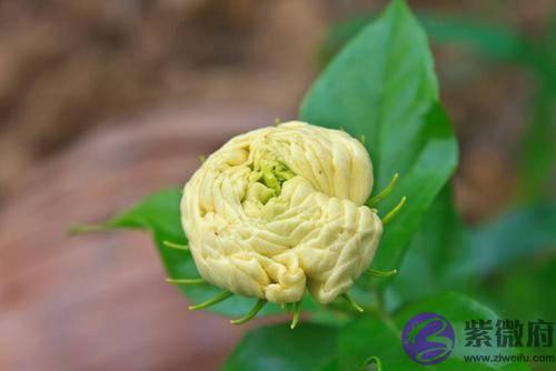 十二生肖的优点有哪些，我来说你来对比，看看你的对不对