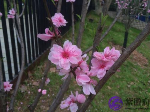 十二生肖的优点有哪些，我来说你来对比，看看你的对不对