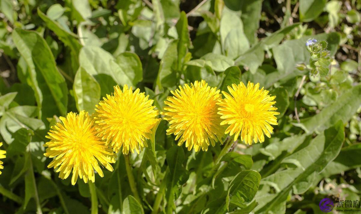 天干地支要如何与五行进行相配呢？