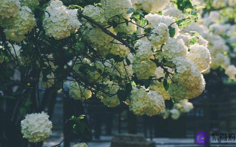 从生辰看哪些青年男女最容易“闪婚”？