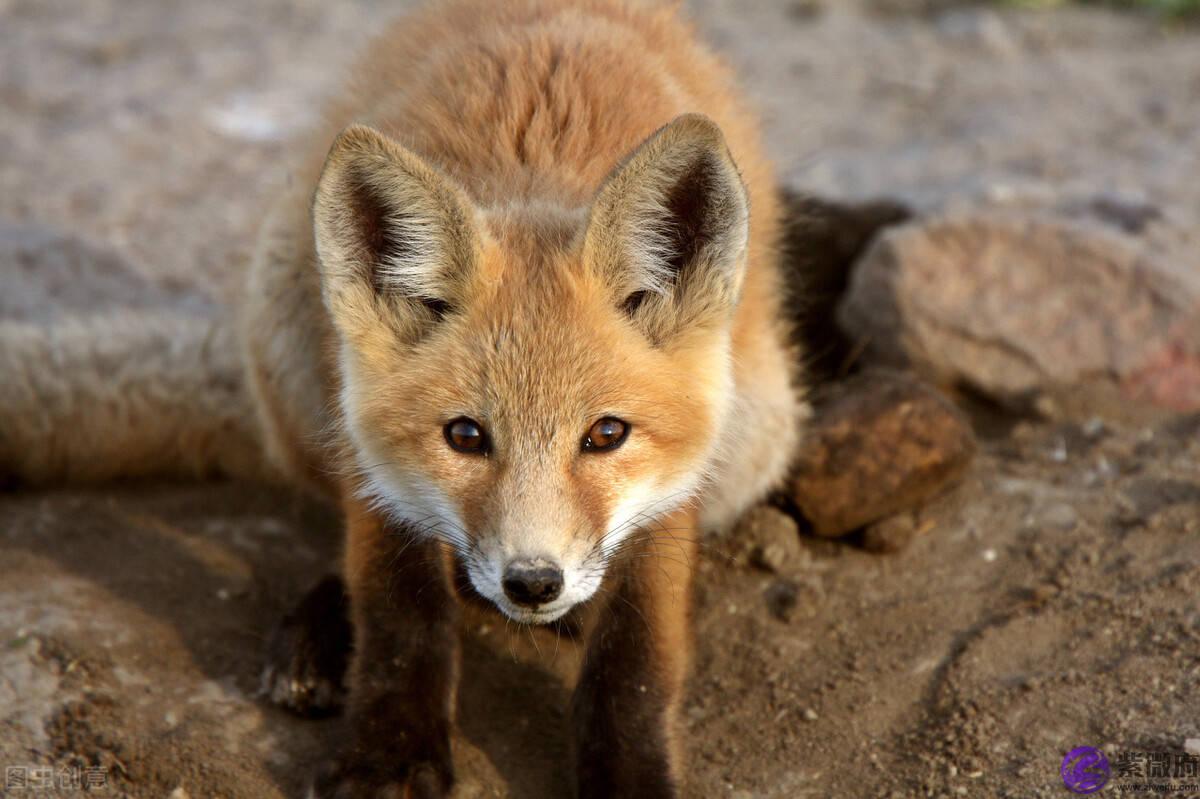 民间故事“出马仙”之立堂口