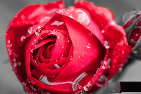 12月有喜事，运气好，发大财的3个生肖