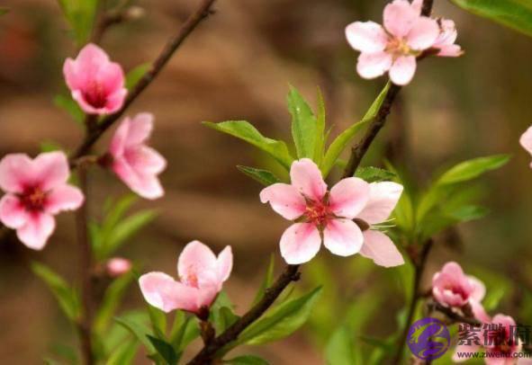 俗语“二月没九，饿死猪狗”，说的是啥意思？