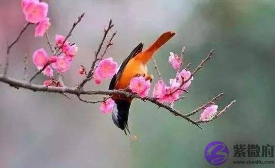 俗语“二月没九，饿死猪狗”，说的是啥意思？