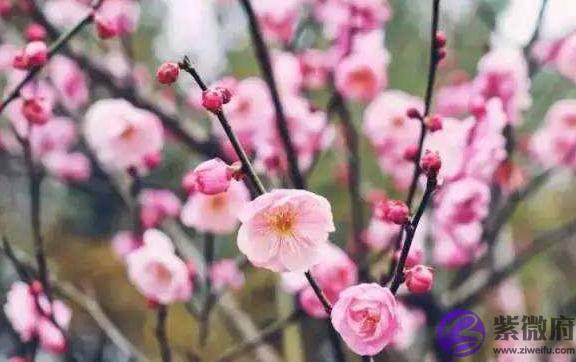 俗语“二月没九，饿死猪狗”，说的是啥意思？