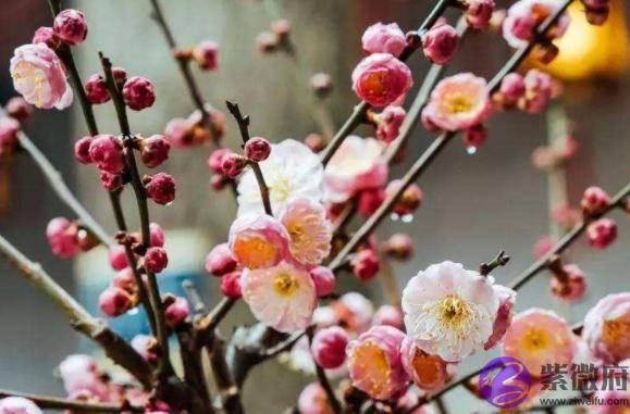 俗语“二月没九，饿死猪狗”，说的是啥意思？