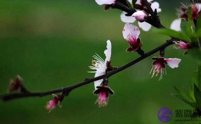 农村俗语“二月没九，饿死猪狗”是啥意思？今年二月有九吗？