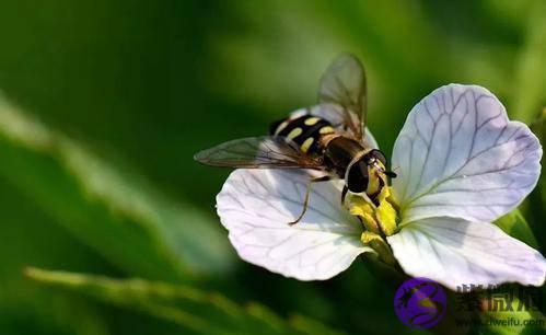 农村俗语“二月没九，饿死猪狗”是啥意思？今年二月有九吗？