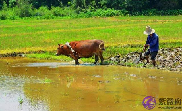 俗语“二月没九，饿死猪狗”，是啥意思？今年二月有“九”吗？
