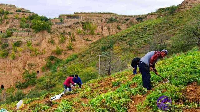 俗语“二月没九，饿死猪狗”，是啥意思？今年二月有“九”吗？