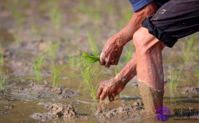 俗语“二月没九，饿死猪狗”，是啥意思？今年二月有“九”吗？