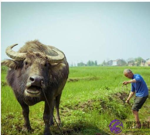 俗语“二月没九，饿死猪狗”是何意？今年二月有九吗？答案来了！