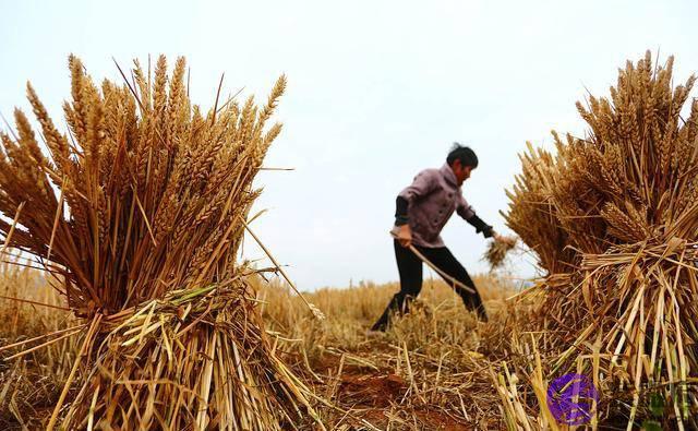 农村俗语“二月没九，饿死猪狗”有道理吗？