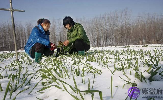 农村俗语“二月没九，饿死猪狗”有道理吗？