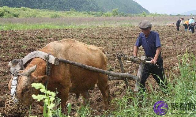 农村俗语：“二月没九，饿死猪狗”，啥意思，今年二月有九吗？