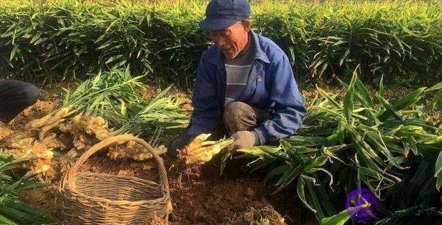 农村俗语：“二月没九，饿死猪狗”，啥意思，今年二月有九吗？