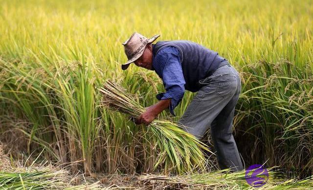 农村俗语：“二月没九，饿死猪狗”，啥意思，今年二月有九吗？