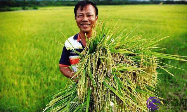 农村俗语：“二月没九，饿死猪狗”，啥意思，今年二月有九吗？