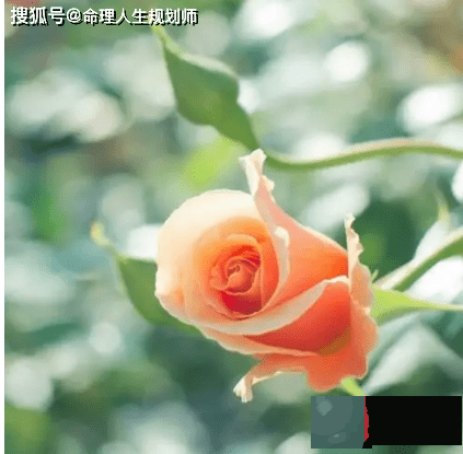 婚姻生辰看婚姻，谈恋爱你更适合自由恋爱