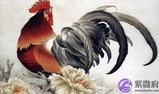 属鸡人:什麽时辰出生最好?不同时辰出生的属鸡人命运如何