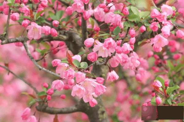 测算师：八月桃花运超红，财运兴旺，不乏贵族，富甲一方的3生肖