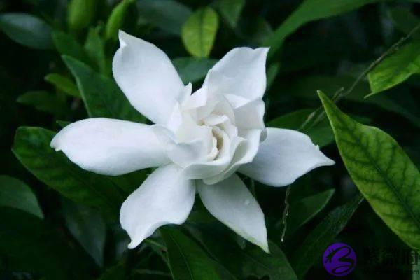 大灾难已去，未来的日子日益提高4大生肖，生活走向小康