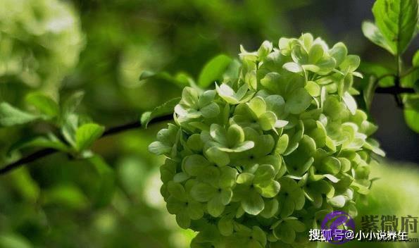 12生肖的专属幸运色，好运加持，穿对旺上一整年！