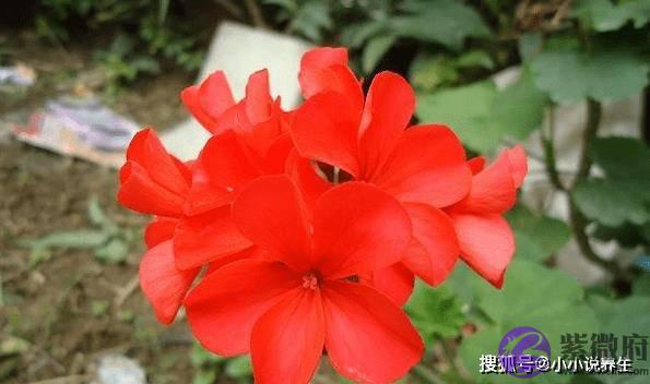 12生肖的专属幸运色，好运加持，穿对旺上一整年！