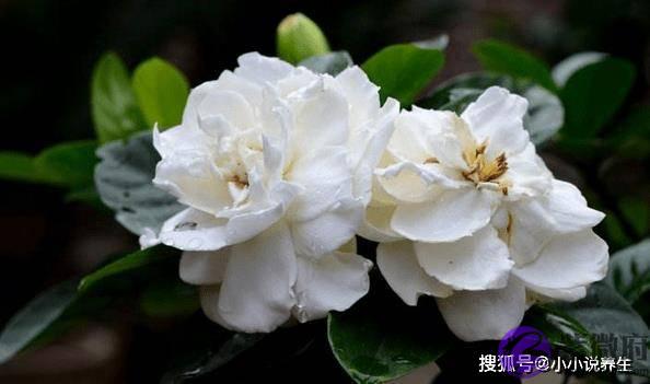 12生肖的专属幸运色，好运加持，穿对旺上一整年！