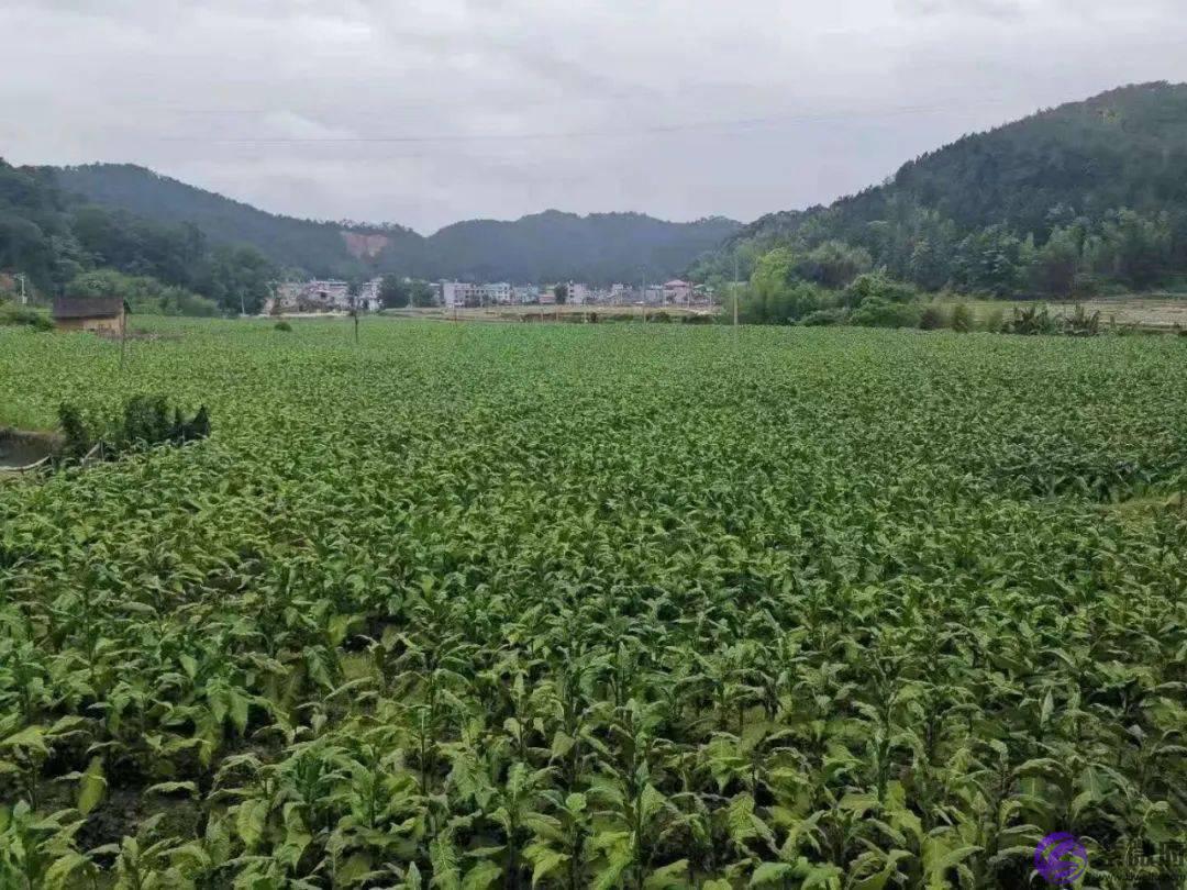 奋进新时代·献礼二十大 | 武东镇六甲村：党建引领促发展，多彩六甲当先锋