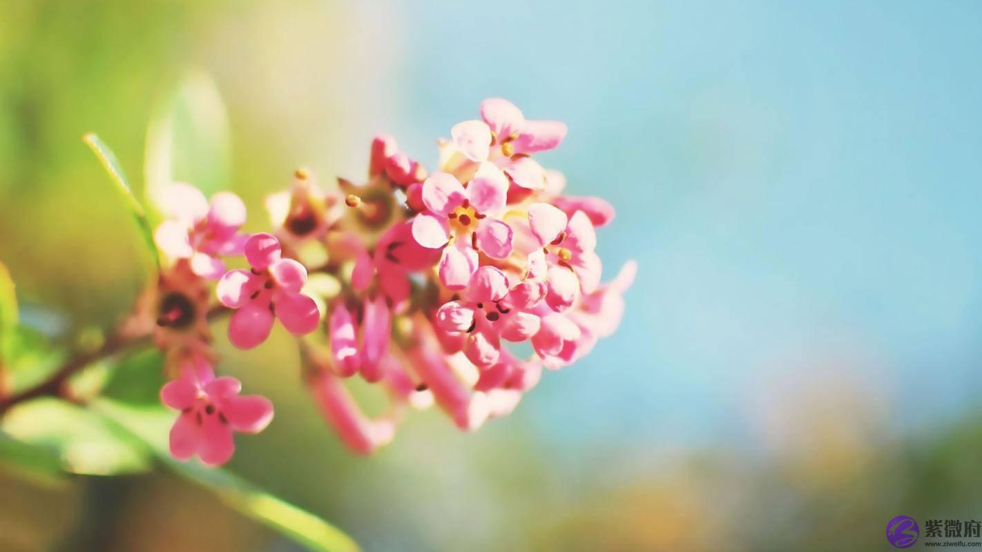 生辰生辰测算：女命犯桃花，在哪些情况下需要防范？