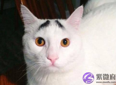 面相学“男怕生辰眉，女怕弯鼻配”老祖宗的话有道理吗？