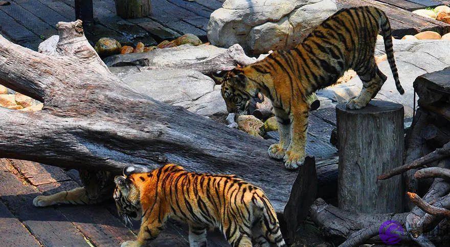 “龙吟虎啸”，生辰入此格局的人真的大贵吗？