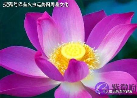 生辰荷花命是怎麽样【生辰命理】